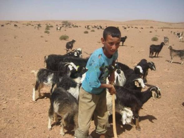 بالجنوب الشرقي …سيعود موحا أرحال لتهشيم النباتات الشوكية لماشيته