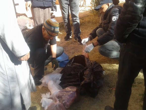 سلطات تنغير تشن حربا ضد “الفأر الأصهب” وداء الليشمانيا