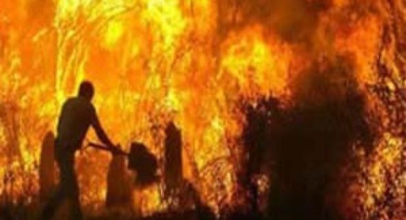 إندلاع النيران بواحات بالراشيدية مع تسجيل خسائر فادحة + فيديو