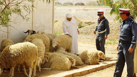 الدرك الملكي يحبط عملية سرقة قطيع من الاغنام بايت عميرة‎