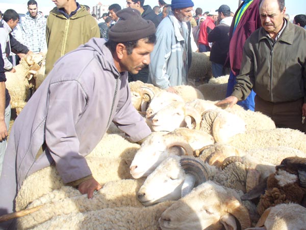 الشروط الواجب توفرها في أضحية العيد صحيا ودينيا