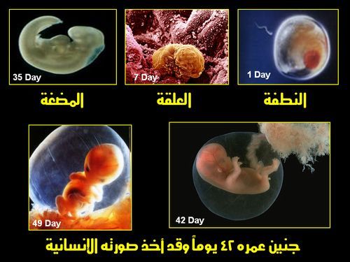 استوقفتني آية في خلق الإنسان