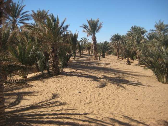 الرشيدية.. فاعل جمعوي يؤكد على ضرورة بلورة مقاربة شاملة للحد من تأثير التغيرات المناخية على الرحل والنظام السوسيولوجي بالواحات + ربورطاج