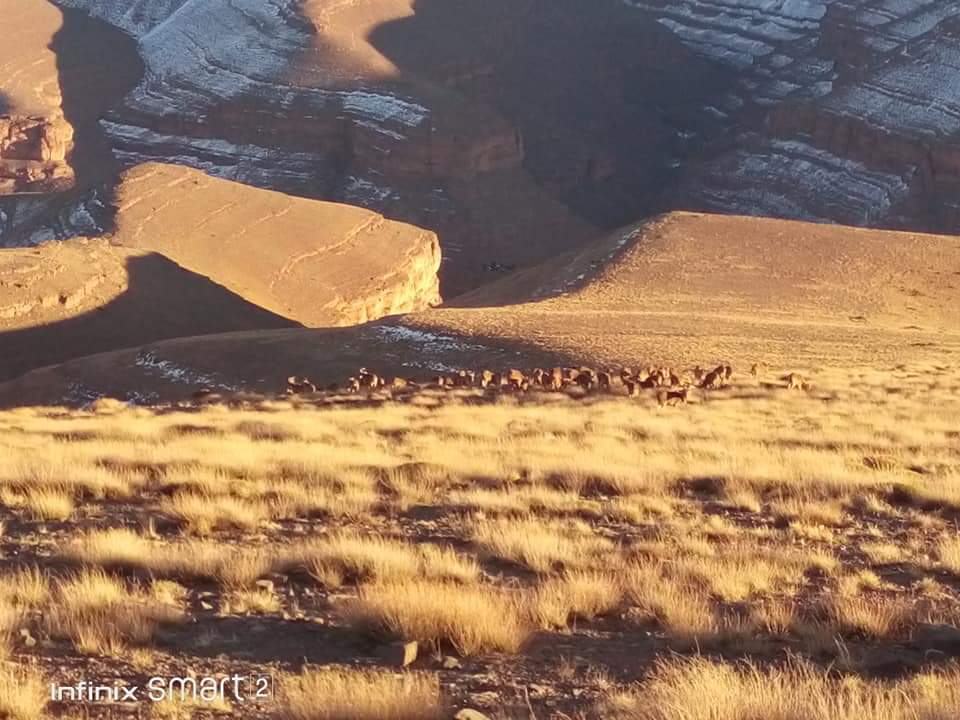 جحافل أودادن في أعالي جبال أمسمرير