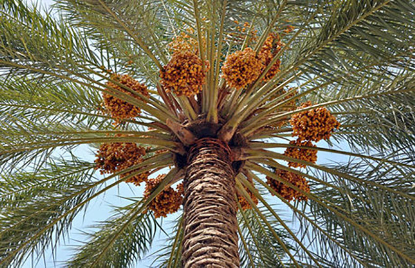 اليونسكو تدرج النخلة كتراث عالمي
