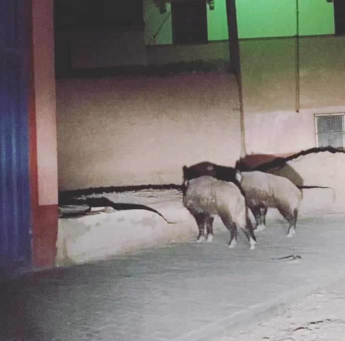 الخنزير البري يتجول بحرية بأيت سدرات الجبل السفلى