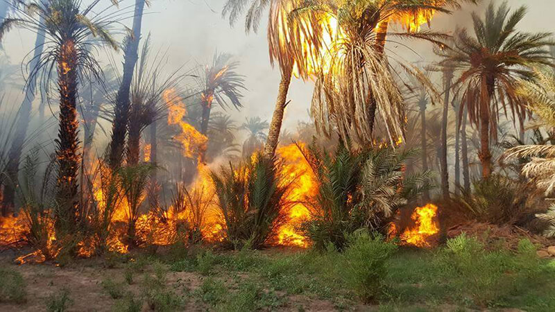 تنغير: اندلاع حريق بالأشجار المحاذية لحي اغرم ن لجديد