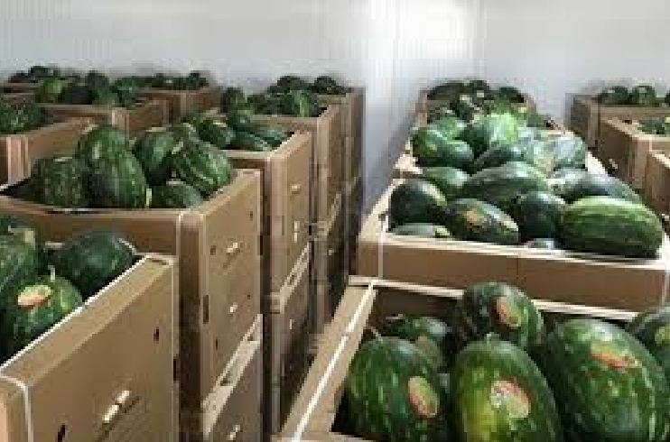 كورونا لم تمنع دلاح زاكورة من غزو الأسواق المغربية والأوربية