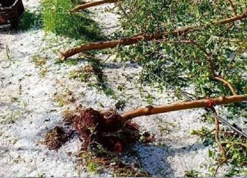 عاصفة “تبروري” تخلق حالة من الهلع وتلحق اضرار بليغة بالمحاصيل الفلاحية إيموزار كندر