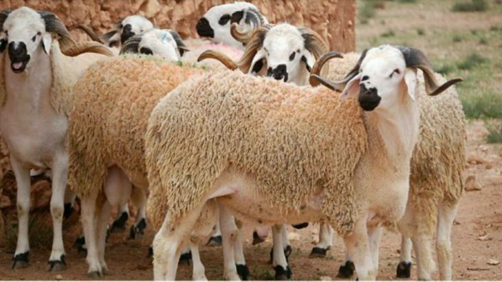 إغلاق سبعة أسواق للماشية عبر تراب المملكة لعدم التزامها بالإجراءات الصحية المطلوبة