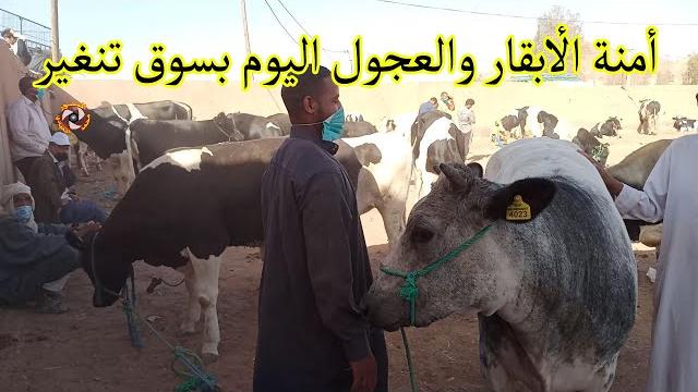 أثمنة الأبقار والعجول اليوم من سوق الماشية بمدينة تنغير 25 يوليوز 2020