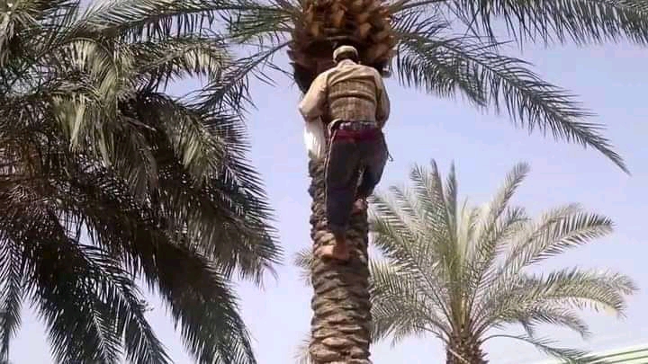 أكذز: سقوط ستيني من أعلى نخلة يعجل بنقله الى ورزازات