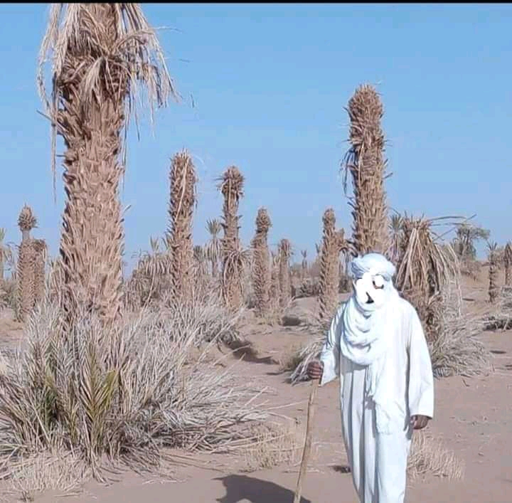 زاكورة.. دكتور في القانون يناشد وزارة الفلاحة بإنقاذ واحات زاكورة