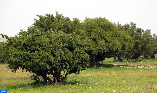 مؤسسة محمد السادس للبحث والحفاظ على شجرة الأركان تحتفل يوم 10 ماي باليوم العالمي لشجرة الأركان في نسخته الأولى