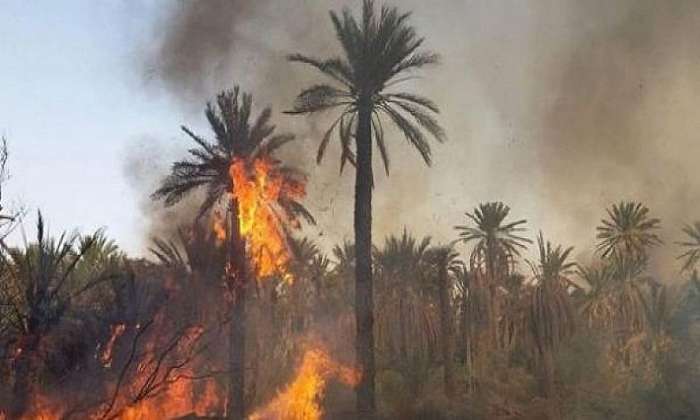 نحو الحد من حرائق الواحات بدرعة تافيلالت