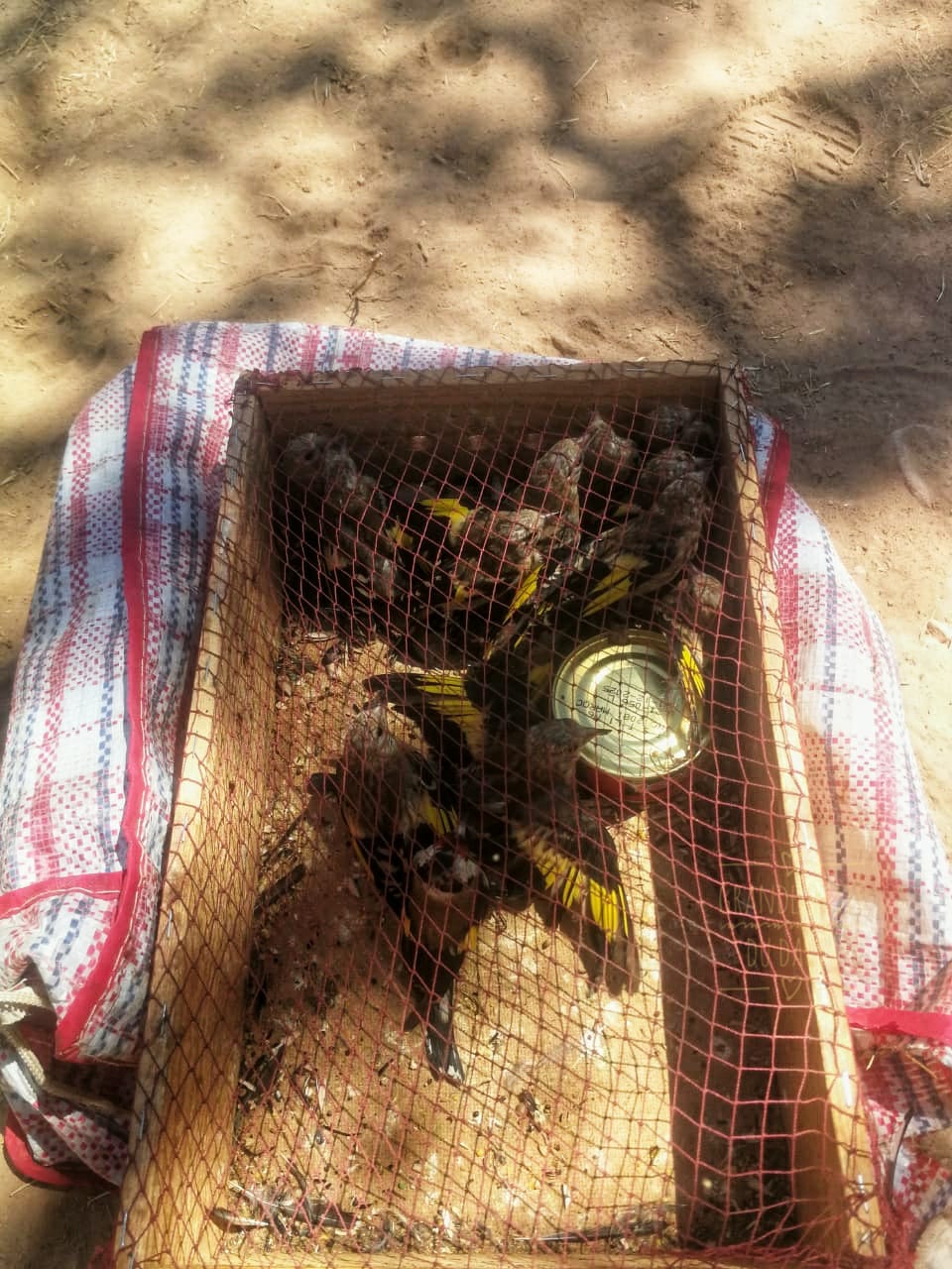 أيت سدرات الجبل..الإطاحة بعصابة تصطاد طائر الحسون