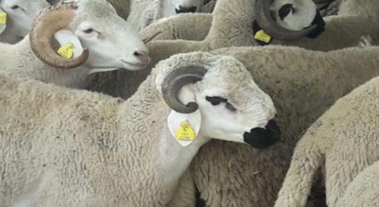 المكتب الوطني للسلامة الصحية : عيد الأضحى 1442.. ترقيم 5.8 مليون رأس من الأغنام والماعز