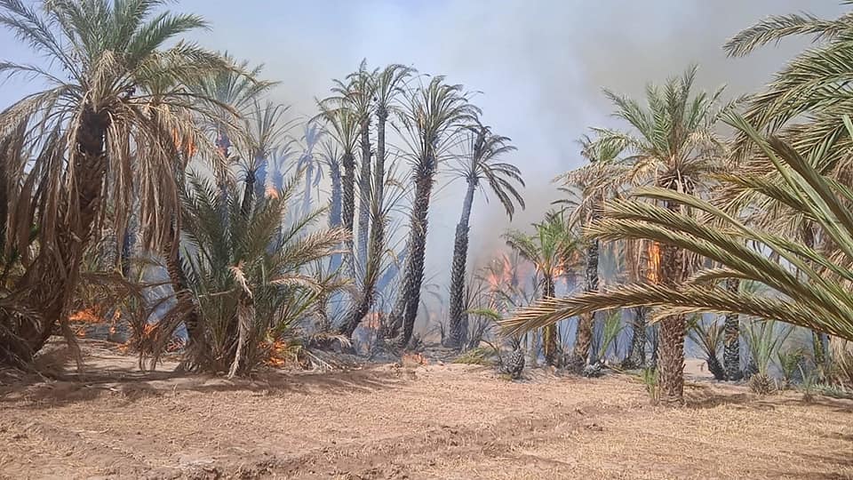 حريق مهول يلتهم نخيل أفرا بزاكورة