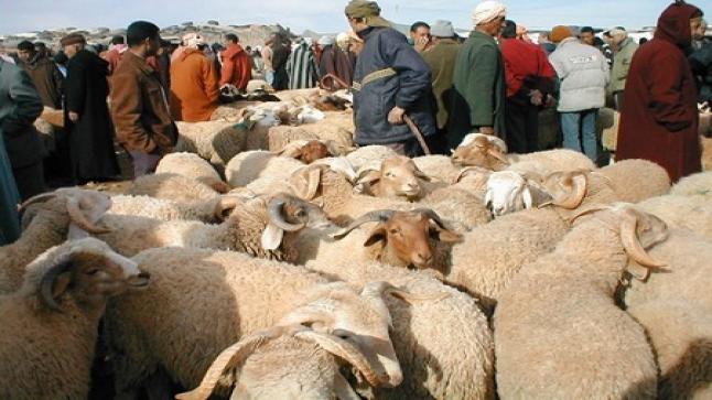 عيد الأضحى.. الحالة الصحية للقطيع الوطني جيدة