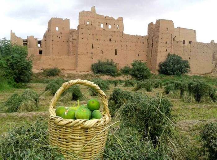واحة مڭون..هنا لا تنتظر إذنا من أحد لأكل”الكرموس”!