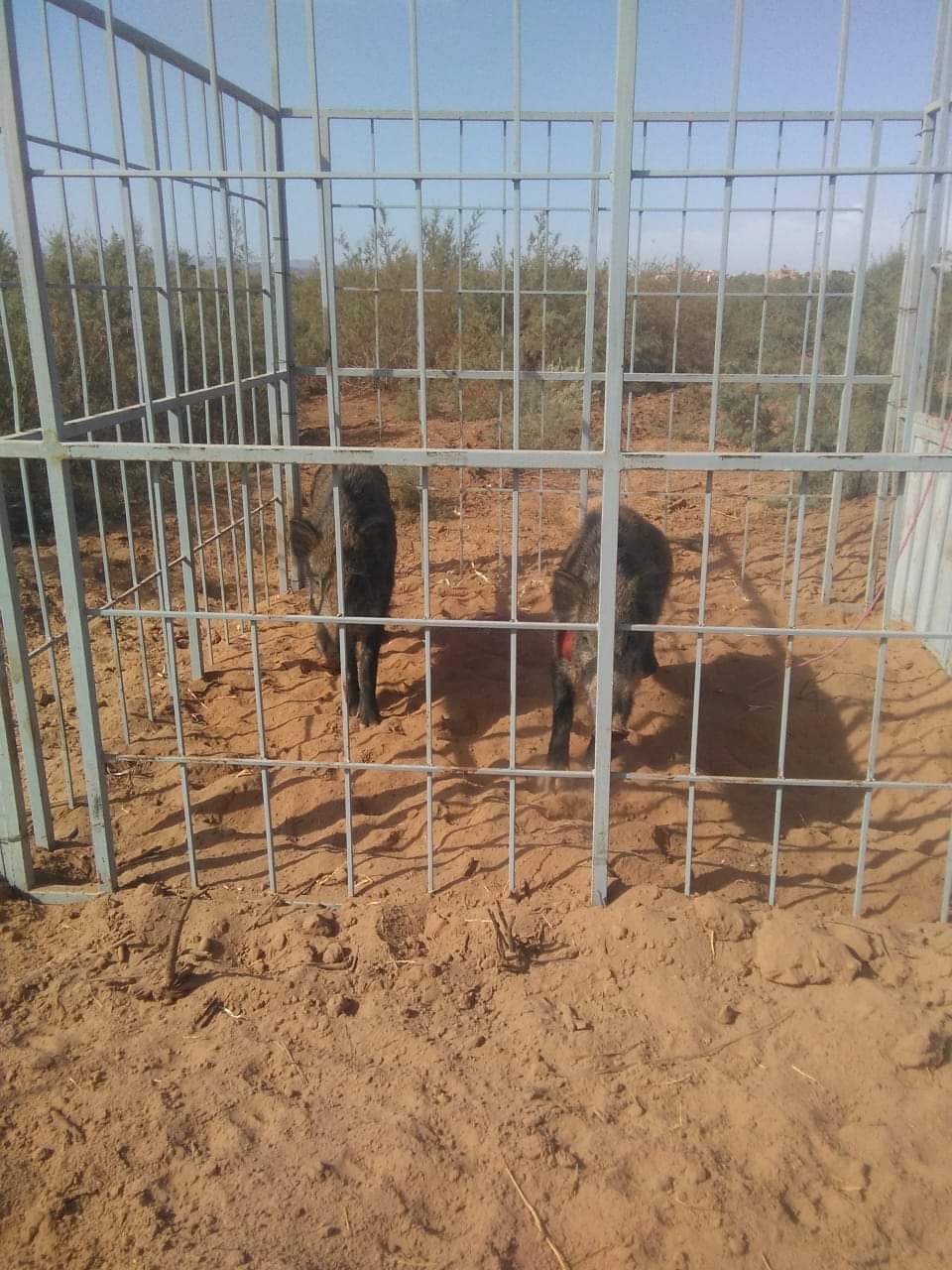 ورزازات: الخنزير البري “الحلوف” يهدد بنزوح ساكنة تارميكت