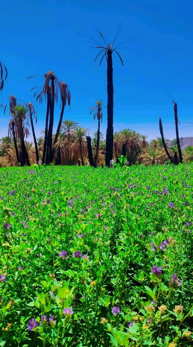 وادي درعة يحيي واحة زاكورة بعد أشهر من الجفاف