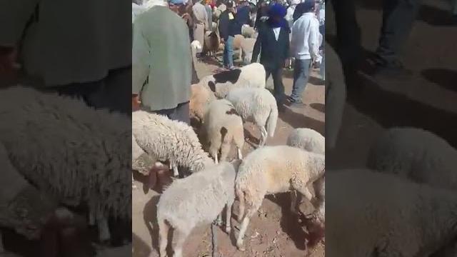 تنغير: أجواء السوق المواشي من رحبة السوق الاسبوعي