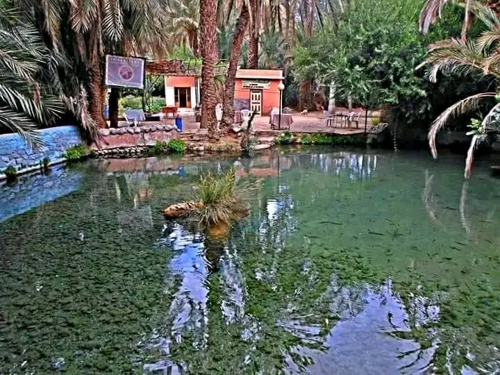 عين السمك المقدس بتنغير… استغلال الاسطورة في الترويج السياحي والاقتصادي
